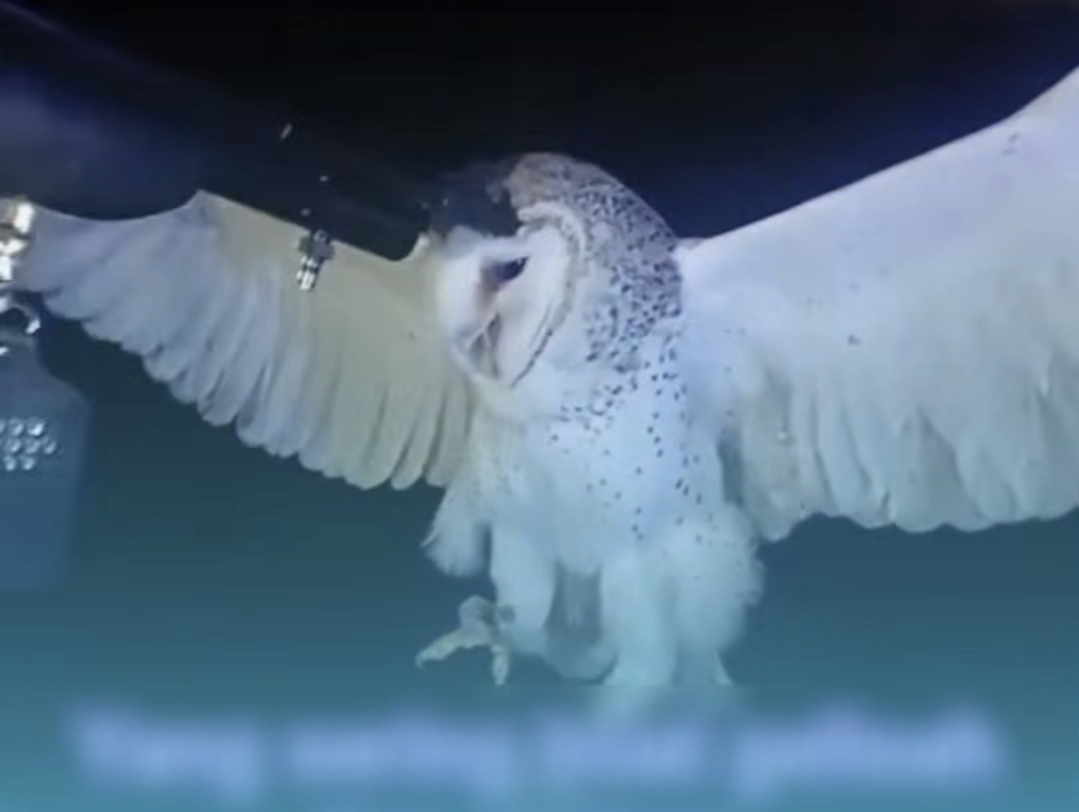 Viral Burung Hantu Manguni Ditembak di NTT, Aparat Turun Tangan usai Videonya Bikin Publik Murka