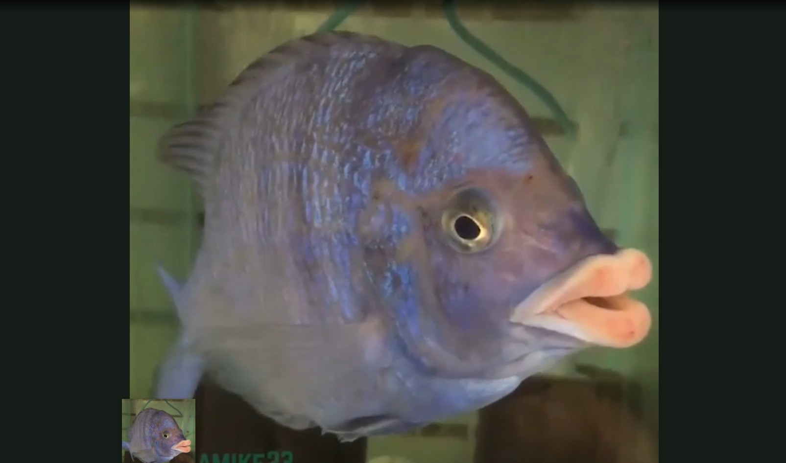 Mengenal Mdoka White Lips, Ikan asal Afrika yang Punya Bibir Tebal Bak Manusia
