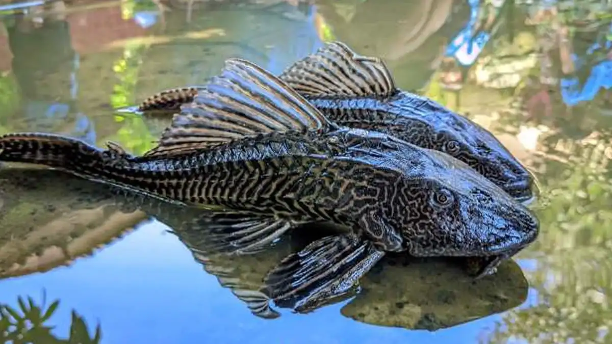 Viral, Ikan Pemakan Limbah Dijadikan Bahan Siomay, Begini Resikonya Bagi Kesehatan...