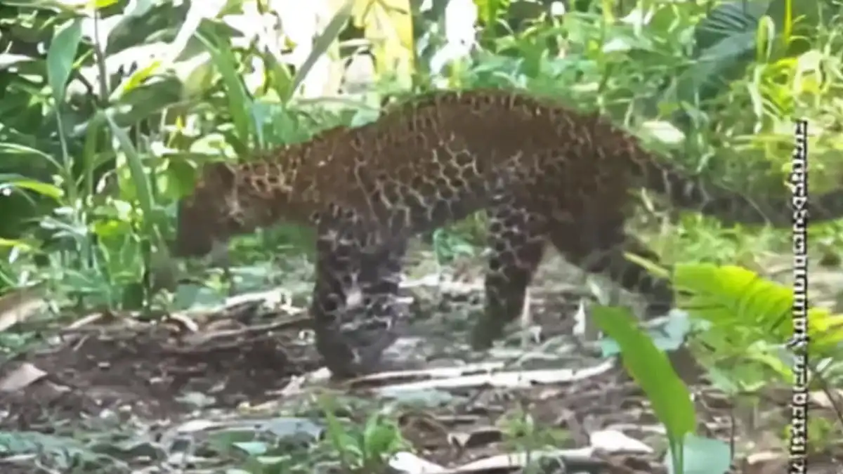 VIRAL! Macan Tutul Jawa Terseok di Hutan Sanggabuana, Diduga Ditembak Pemburu Liar