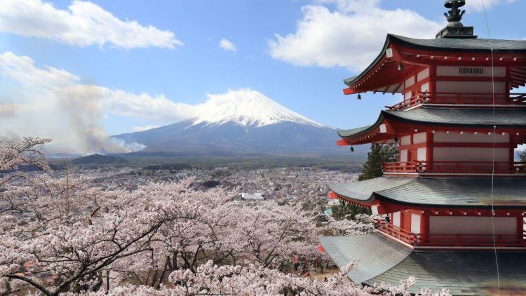 Jepang Batalkan Festival Sakura di Fujiyoshida Akibat Lonjakan Wisatawan