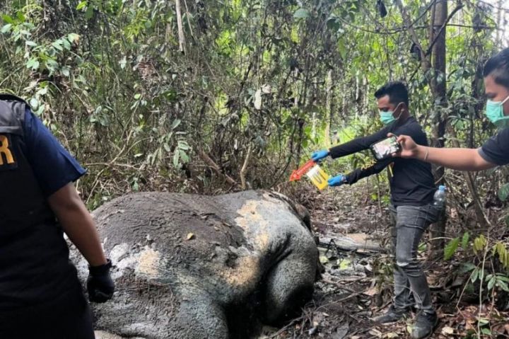 Gakkum Kemenhut Panggil Direksi PT RAPP Usai Gajah Sumatera Tewas Ditembak di Pelalawan