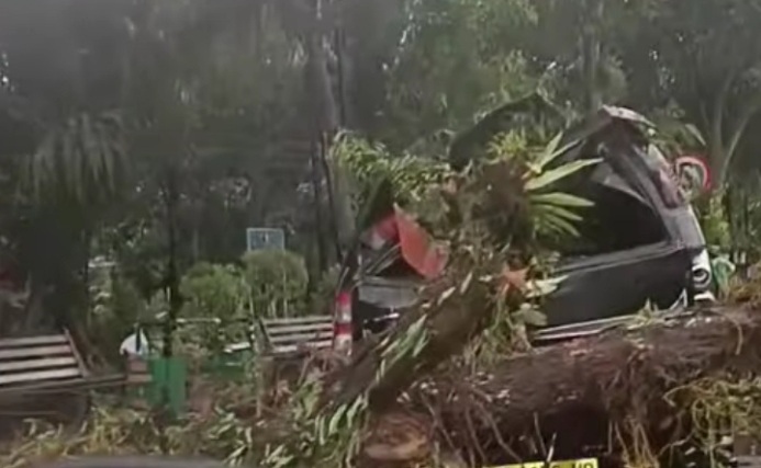 Detik-Detik Pohon Tumbang Timpa Angkot di Taman Bunga Siantar, Lima Penumpang Selamat