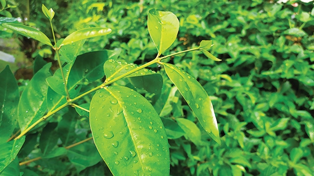 7 Daun Herbal Ini Diyakini Mampu Redakan Diabetes hingga Kolesterol