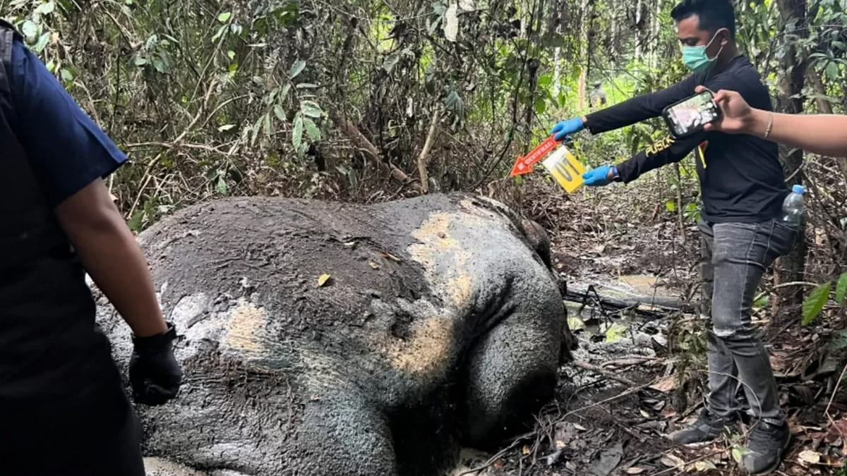 Gajah Sumatera Ditembak, Dibantai, dan Dijarah