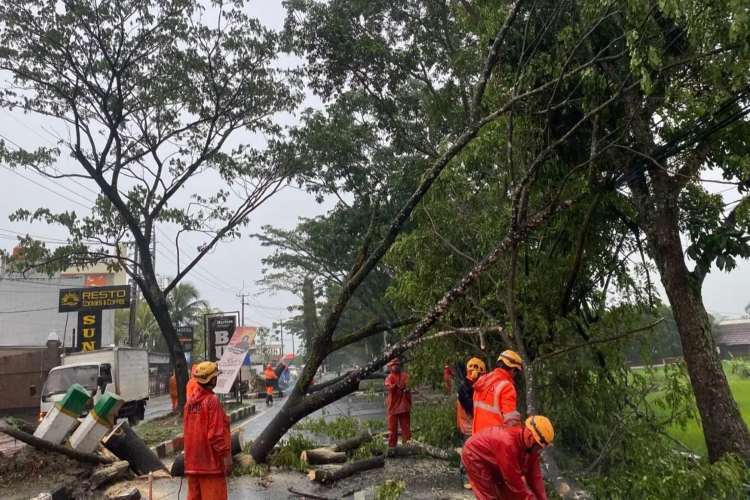 Cuaca Ekstrem Terjang Tasikmalaya: Pohon Tumbang, Rumah Rusak, Tanpa Korban Jiwa