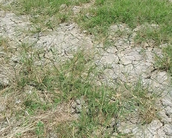 Ratusan Hektare Sawah di Panei-Simalungun Kekeringan, Petani Gagal Tanam