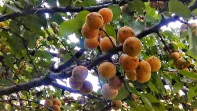 Buah Kecapi Ramai Dibicarakan, Apa Saja Manfaatnya bagi Tubuh?