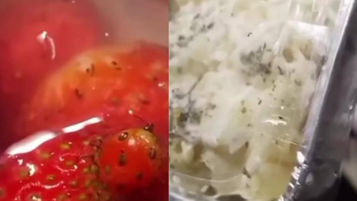 Geger Lagi! Dua Hari Berturut‑turut, Menu MBG Berbelatung Viral dan SPPG Tulusrejo 2 “Dihentikan Sementara”