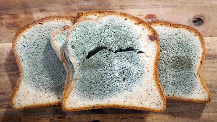 Hati-hati, Jamur pada Roti Bisa Menyebar Tanpa Terlihat