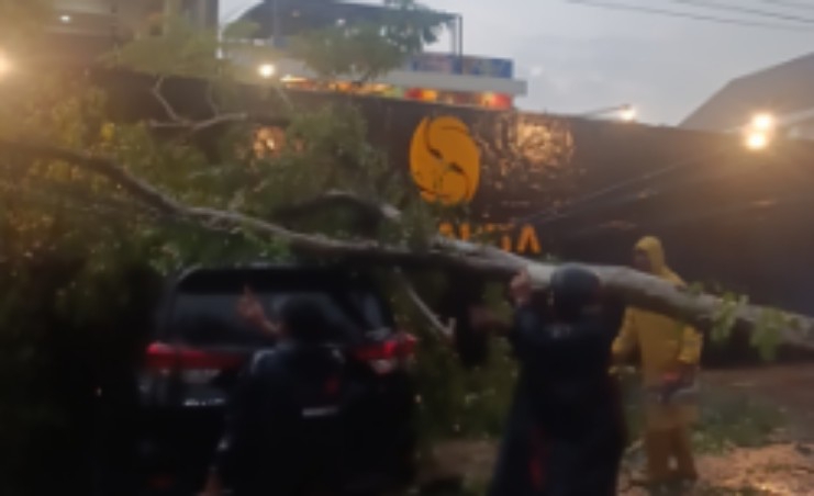 Pohon Tumbang Tutup Jalan Sangnaualuh, 2 Mobil Tertimpa
