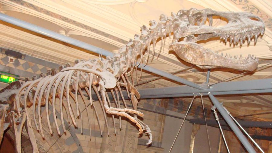 Fosil Dinosaurus di Kanada Ungkap Penyakit Langka Mirip Kanker, Ilmuwan Terkejut!