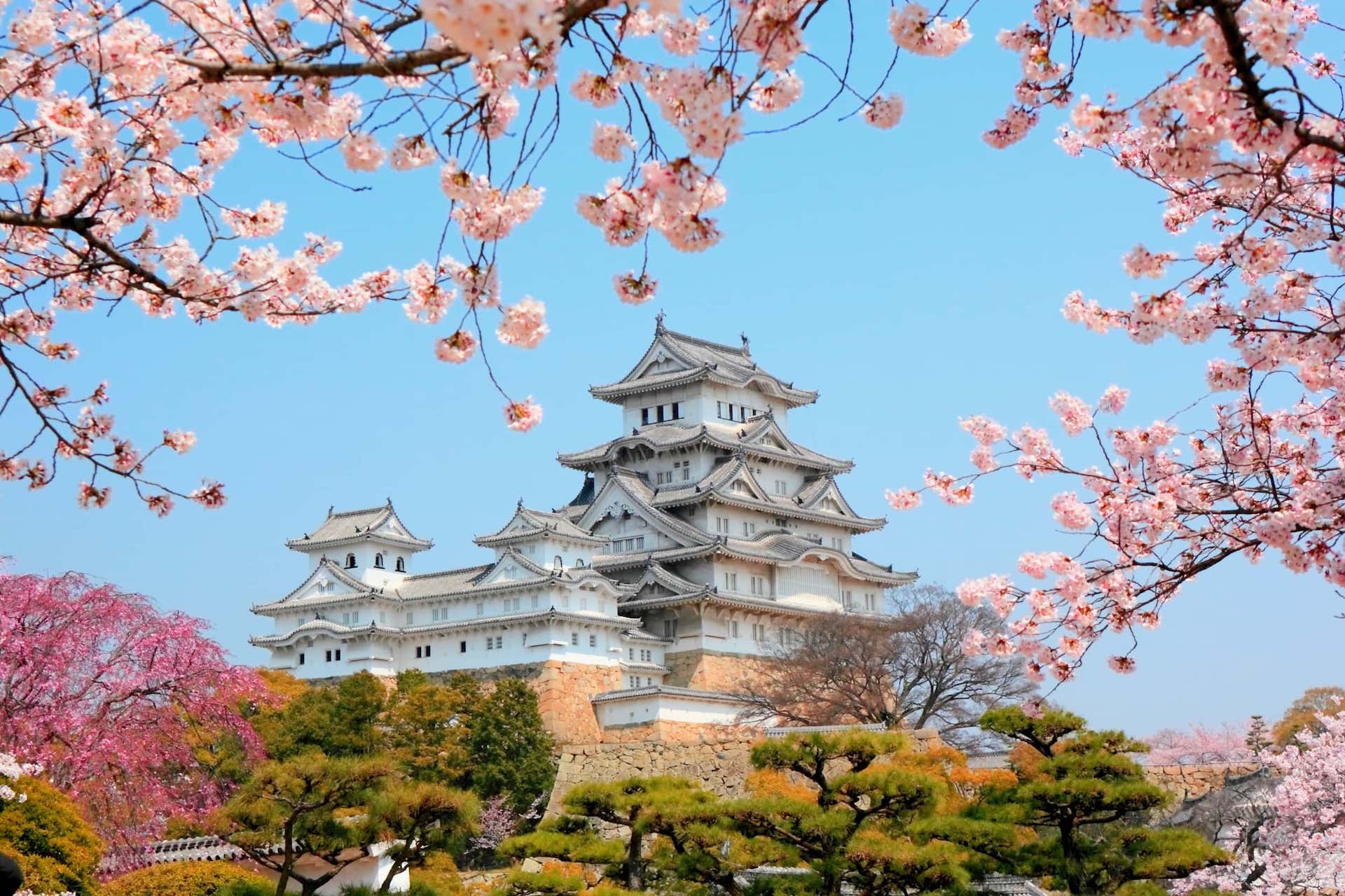 Pohon Sakura Tua di Tokyo Rapuh, Picu Kekhawatiran Saat Musim Hanami