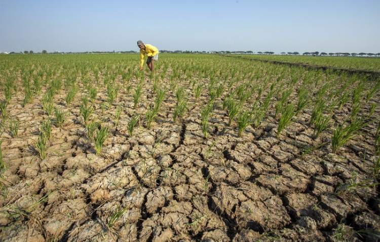 BMKG: Musim Kemarau 2026 Lebih Kering, El Nino Berpotensi Muncul