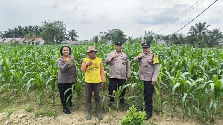 Polres Binjai Tinjau Lahan Jagung Warga, Dorong Ketahanan Pangan dan Ekonomi Petani