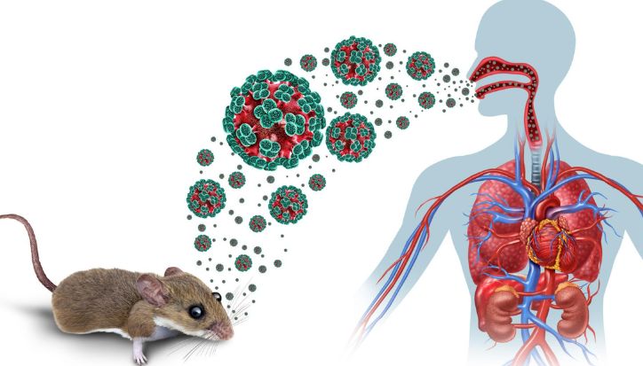 Heboh Dugaan Hantavirus di Kulon Progo, Dinkes Akhirnya Buka Suara