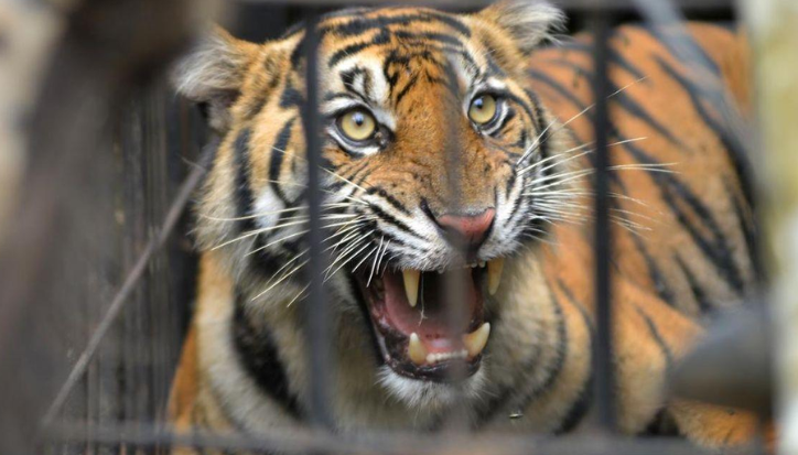 BKSDA Bengkulu Selidiki Temuan Harimau Sumatera Mati di Mukomuko