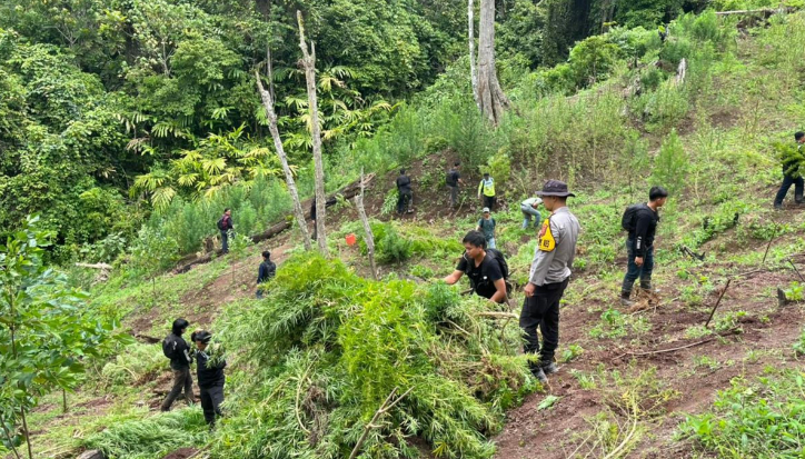 Ladang Ganja 20 Hektare Digerebek, Bandar Besar Lintas Provinsi Ditangkap