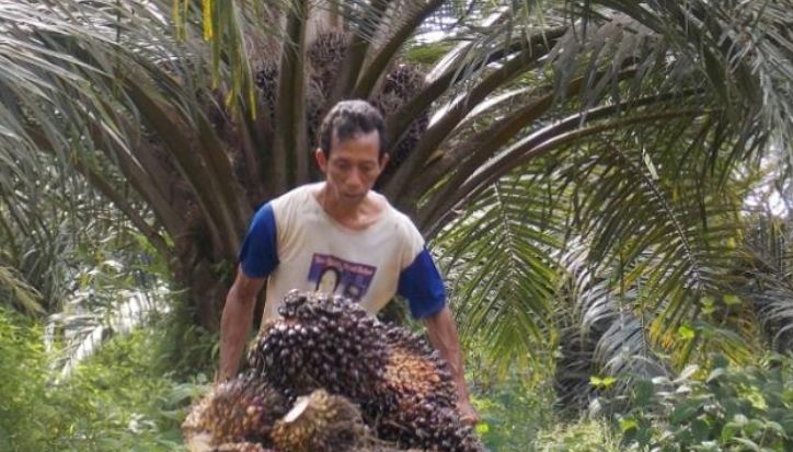 DBH Sawit Dipangkas Jadi 4 Persen, Daerah Penghasil Mulai Gelisah