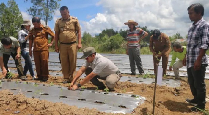 Bupati Taput Dorong Petani Milenial Suplai Pangan MBG
