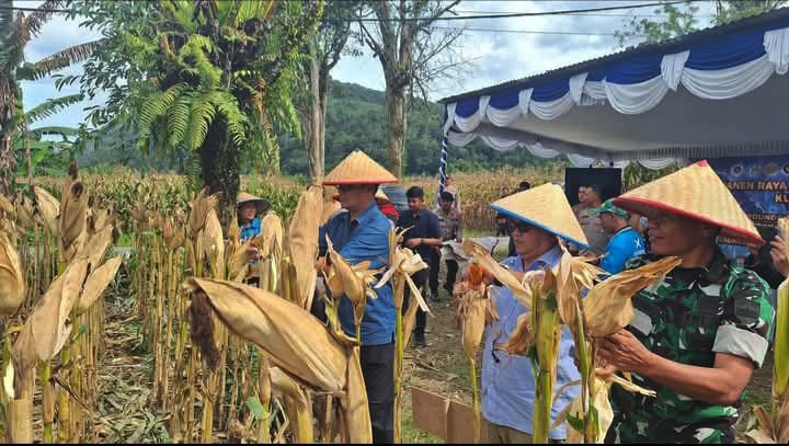 Dukung Asta Cita Prabowo, Pemkab Taput Ikuti Panen Raya Jagung Nasional