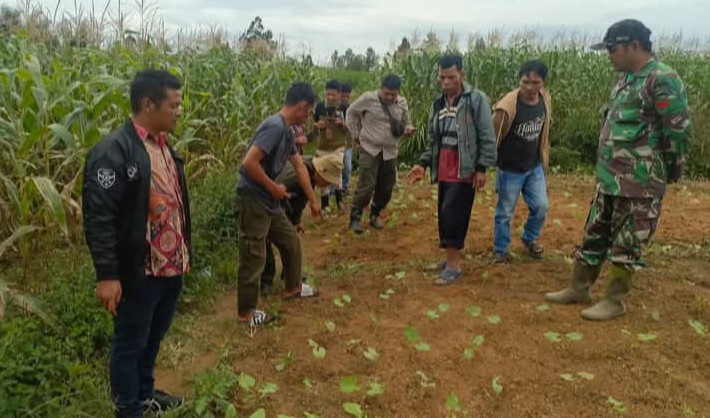 Jejak Harimau Sumatera Gegerkan Warga Tapanuli Utara