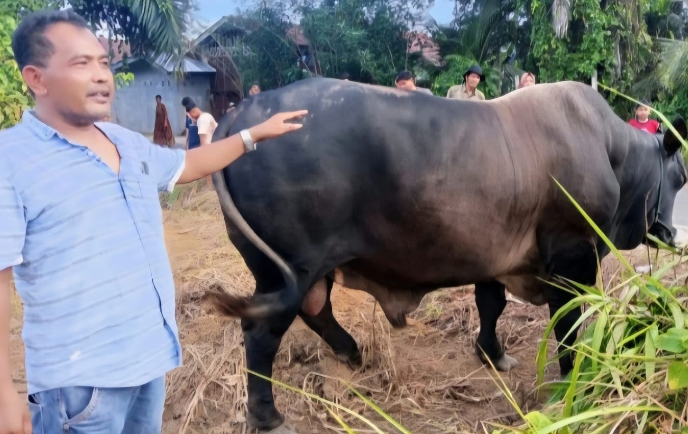 Sapi Kurban Presiden Tiba di Aceh Singkil, Disembelih di Gunung Meriah