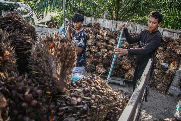 Moody’s dan S&P Warning Skema Ekspor Satu Pintu Prabowo Bisa Tekan Ekonomi RI