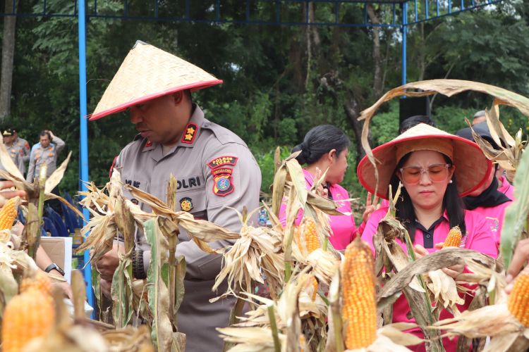 Polres Toba Panen Raya Jagung 2026, Dukung Swasembada Pangan Nasional