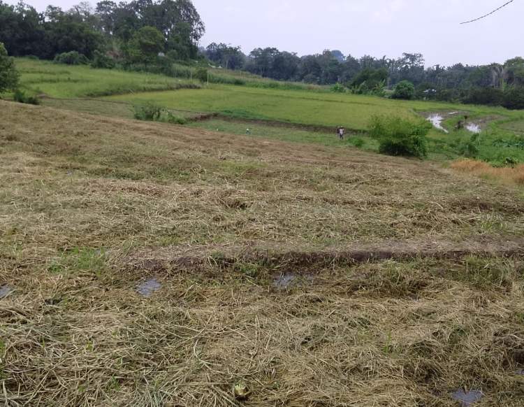 Petani Simalungun Rugi 2.800 Ton Gabah akibat Sawah Kekeringan Diduga karena Pengalihan Umbul Air
