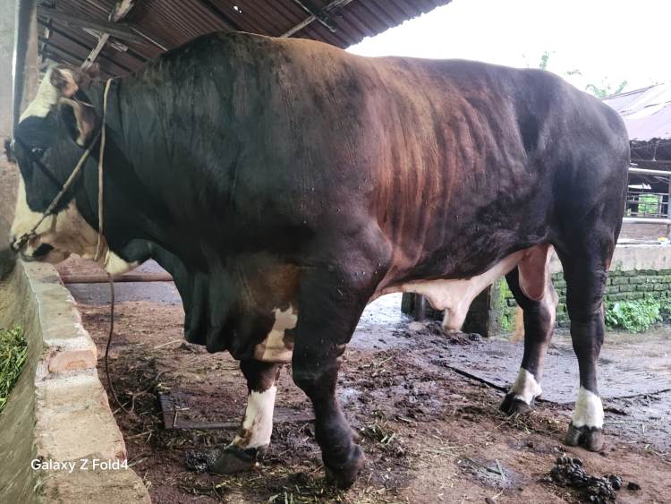 Prabowo Sumbang Lembu Kurban 906 Kg untuk Warga Pematangsiantar