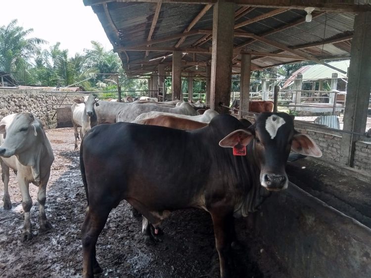 Harga Lembu Kurban Tembus Rp15 Juta, Penjualan di Pematangsiantar Mulai Lesu