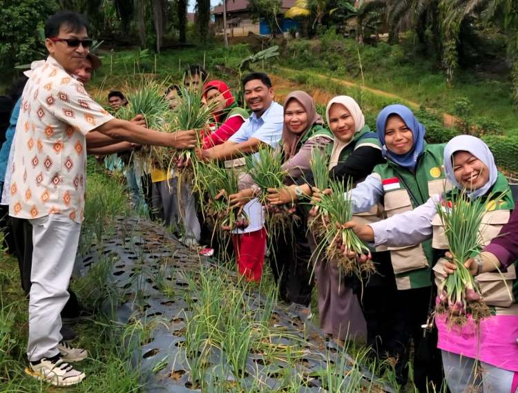 Panen Perdana Bawang Merah TSS di Aceh Singkil, Teknologi Benih Biji Mulai Dikembangkan