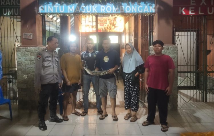 Heboh di Siantar Martoba! Buaya Muara Tiba-Tiba Muncul di Jalan Warga