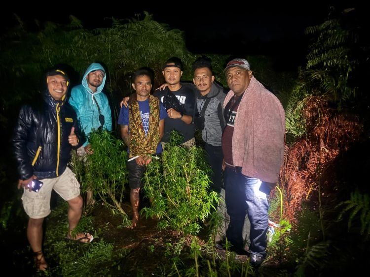 Polisi Temukan 5 Batang Ganja di Ladang Warga Sumbul, Pemilik Langsung Dibekuk