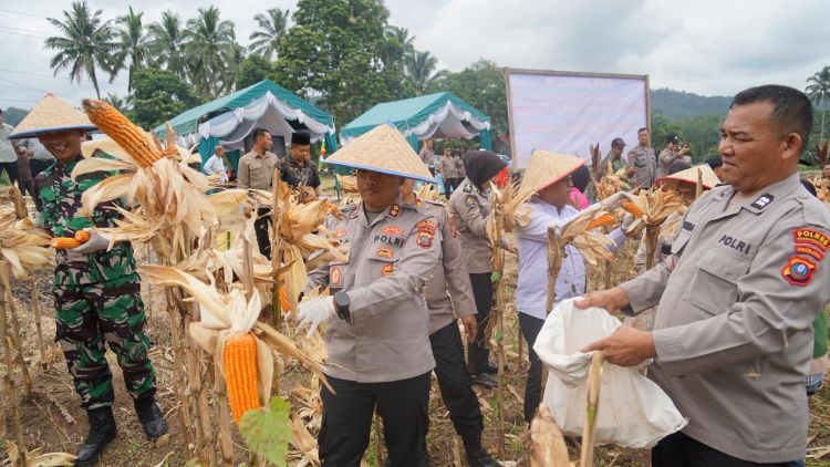 Polres Padangsidimpuan Targetkan Produksi Jagung 90 Ton pada 2026