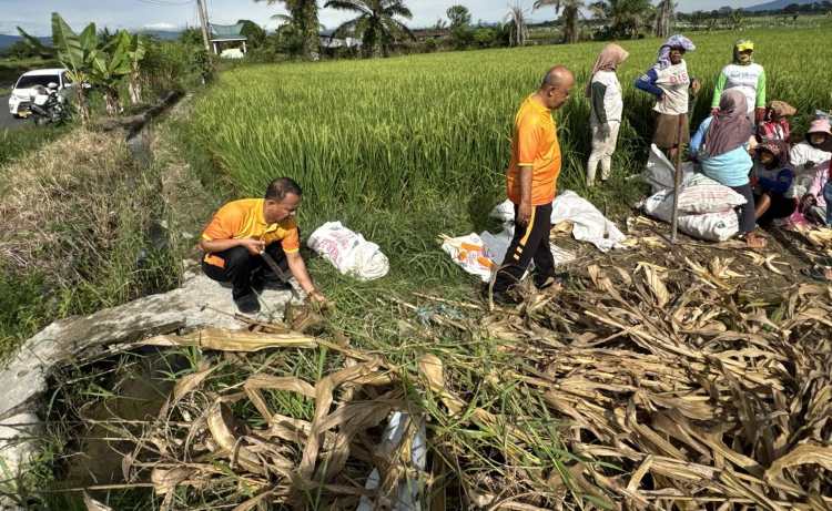 Polsek Tanah Jawa Turun ke Ladang Dukung Panen Raya Jagung Serentak Kuartal II 2026