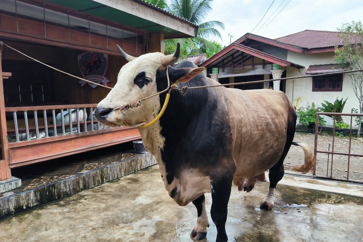 Polemik Sapi Kurban Prabowo dari APBN, Istana hingga MUI Buka Suara