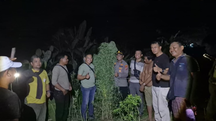 Polisi Temukan 40 Batang Ganja Setinggi 2,5 Meter di Tanjung Morawa