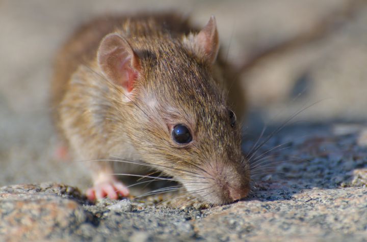 WHO Tegaskan Hantavirus Tidak Menular Luas, Tiga Tewas di Kapal MV Hondius