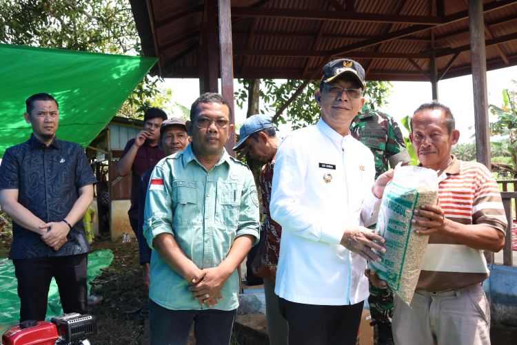 Bangkit Pascabencana, Petani Aek Sirara Panen Jagung Bersama Bupati Tapsel