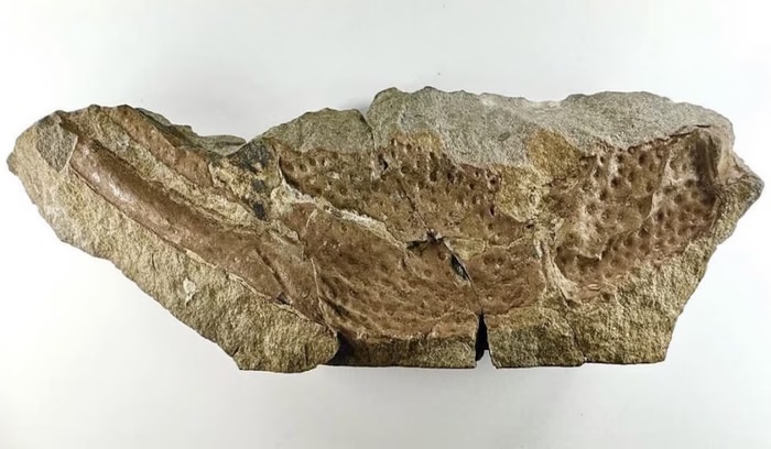 Fosil Ungkap Kalajengking Raksasa Sepanjang 1 Meter Pernah Kuasai Bumi