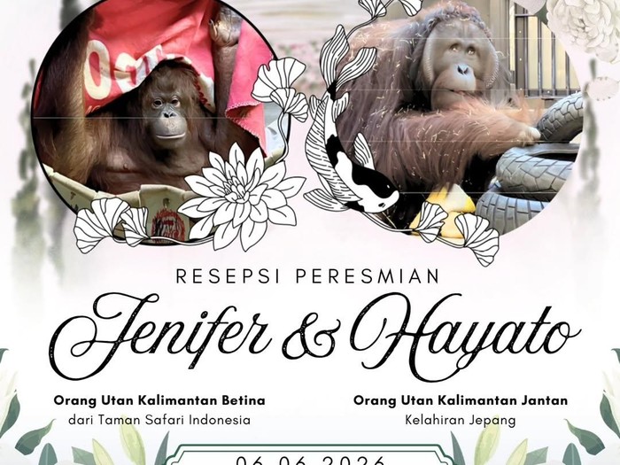 Jennifer dan Hayato Resmi Dipasangkan di Jepang, Perkuat Konservasi Orangutan Kalimantan
